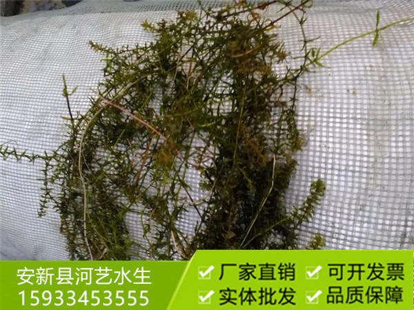 沉水植物伊乐藻