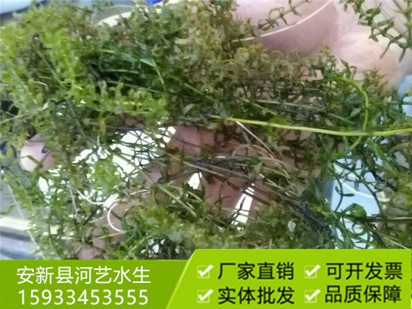 沉水植物伊乐藻