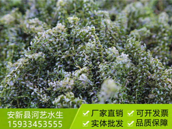 沉水植物轮叶黑藻